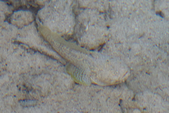 Astroscopus y-graecum