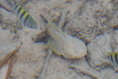 Astroscopus y-graecum