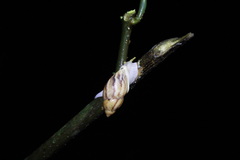 Plekocheilus glaber