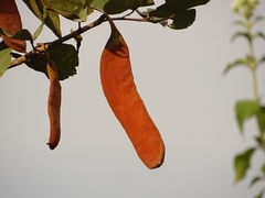 Piliostigma thonningii