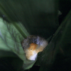 Pheugopedius rutilus