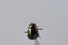 Chrysolina hyperici
