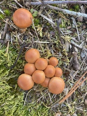 Gymnopilus subspectabilis