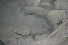 Synbranchus marmoratus