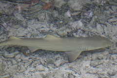 Negaprion brevirostris