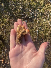 Gymnopilus subspectabilis