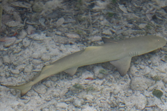 Negaprion brevirostris