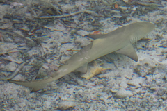 Negaprion brevirostris