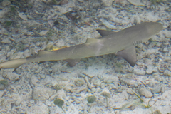 Negaprion brevirostris