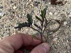 Solanum lycopersicum