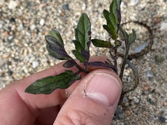 Solanum lycopersicum