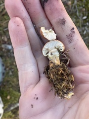 Gymnopilus subspectabilis