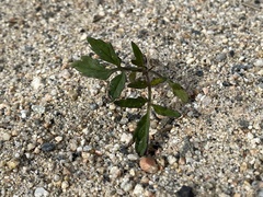 Solanum lycopersicum