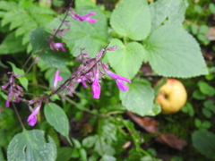 Salvia simulans