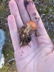 Gymnopilus subspectabilis