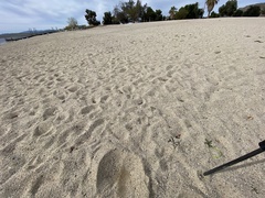 Solanum lycopersicum