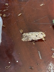 Spodoptera cosmioides