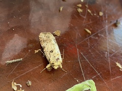 Spodoptera cosmioides