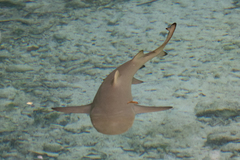 Negaprion brevirostris