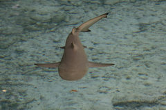 Negaprion brevirostris