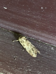 Spodoptera cosmioides