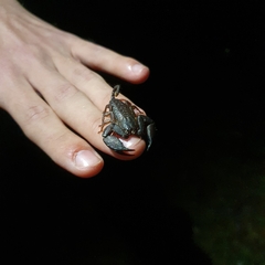 Hormurus waigiensis