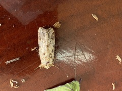 Spodoptera cosmioides