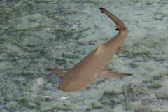 Negaprion brevirostris