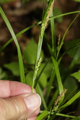 Carex oligocarpa