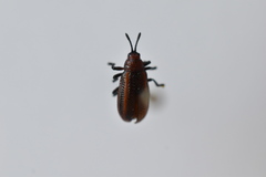 Microrhopala vittata