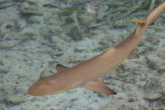 Negaprion brevirostris