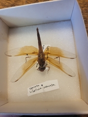 Libellula saturata