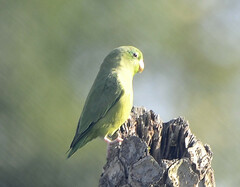 Forpus conspicillatus
