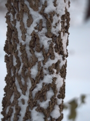 Celtis occidentalis