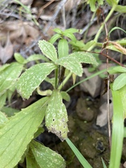 Erythranthe cardinalis