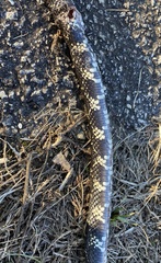 Lampropeltis getula