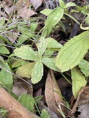 Erythranthe cardinalis
