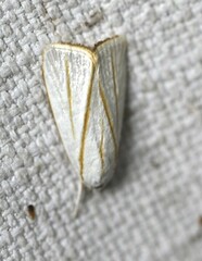 Cryptophasa flavolineata