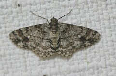 Myrioblephara desumpta