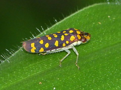 Paraulacizes thunbergi
