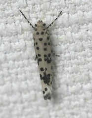 Yponomeuta pustulellus