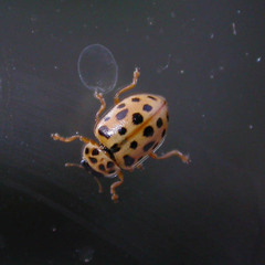 Anisosticta novemdecimpunctata