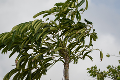 Heptapleurum actinophyllum