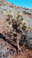Cylindropuntia