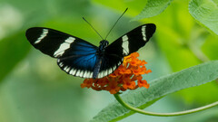 Heliconius sara theudela