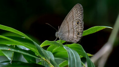 Hermeuptychia hermes