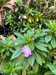 Impatiens sodenii image