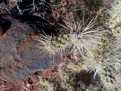 Cylindropuntia