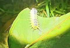 Doratifera quadriguttata