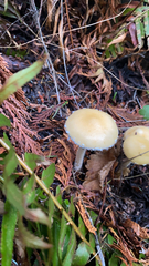 Stropharia ambigua